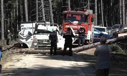 Kesilen ağaç kamyonetin üzerine devrildi: 1 ölü