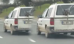 Kırık Camdan Dışarı Bakan Köpek Herkesi Kendine Hayran Bıraktı