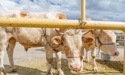 Kurbanlık Fiyatları Dudak Uçuklatıyor: 150 Bin TL’den Başlayıp 800 Bin TL’ye Çıkıyor