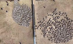 Kuzular anneleriyle buluştu, sevgi yumağı dron kamerasında