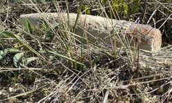 Mantar toplarken top mermisi buldu! Elinde taşıdı