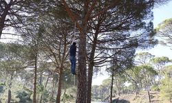 Metrelerce Yükseklikte Çam Fıstığı Toplayan İşçiler Görenleri Şaşırtıyor