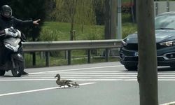 Ördeklerin güvenli geçişi için trafik durduruldu