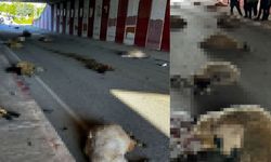 Otomobilin çarptığı sürüdeki 17 koyun öldü