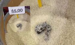 Pirinçten kedi dışkısı çıktı! Markete rekor hijyen cezası!