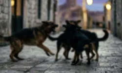 Sahipsiz köpeklerin saldırısı sonucu 5 yaşındaki bir çocuk hayatını kaybetti