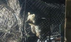 Şantiye alanına inen ayı vatandaşın sesini duyunca böyle kaçtı