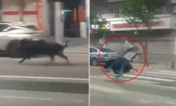 Şehir merkezine inen yaban domuzu 3 kişiyi yaraladı