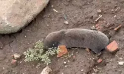 Şiddetli Yağışlar Yer Altındaki Kör Fareleri Yeryüzüne Çıkardı