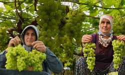 Silifke'de ilk üzüm hasadı! Kilosu 600 TL'den ihraç edildi