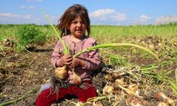 Soğanda rekolte düştü, maliyet arttı! Gözler yeni fiyatlarda