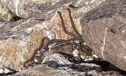 Sürü Halinde Yılanlar Ortaya Çıktı