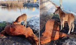 Tay, ölen annesinin başından ayrılmadı