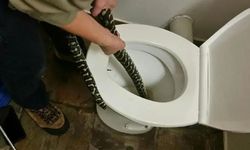 Tuvaletinizden çıkabilecek 5 hayvan! Uzmanlar uyardı