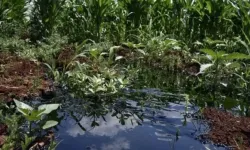 Üniversite kampüsünde petrol bulundu!