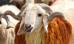 Vekaletle kurban kesim bedelleri belli oldu: İşte rakamlar