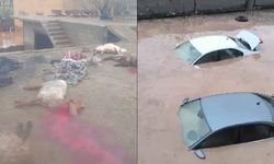 Araçlar sel sularında kayboldu, onlarca hayvan telef oldu