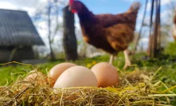 Yumurta üretiminde aylık düşüş, yıllık bazda rekor artış