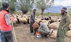150 bin TL maaş beklenen çobanlıkta asgari ücret dönemi!