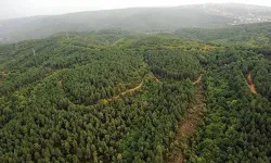 30 Ekim'e kadar ormanlık alanlara girişler yasaklandı