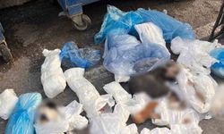 33 ölü kedi olayında gözaltına alınan veteriner, mahkemeye sevk edildi