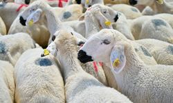 5 soruda kurbanlık seçiminde dikkat edilmesi gerekenler