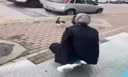 Kedinin yüzüne yağ çözücü sıkan market çalışanı serbest bırakıldı