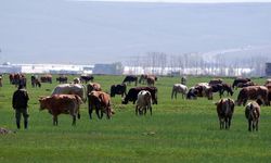 Kurban alacaklar dikkat: Kurban satışlarında sosyal medya tuzağı