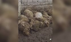 Aç kalan kurt ağıla giren kurt, 50 koyunu öld*rdü
