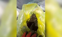 Ağzı bağlanmış poşetle çöpe atılan 3 yavru kediden 2’si öldü