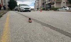 Alkollü sürücünün çarptığı kadın hayatını kaybetti