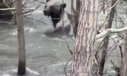 Ayı, derede akıntıya kapılan yavrusunu kurtarırken görüntülendi