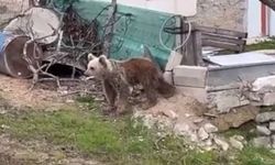 Ayılar da ormanı terk edip şehre indi: Vatandaşlar tedirgin