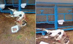 Başıboş Köpekler Ahırdaki 4 Aylık Buzağıyı Parçaladı