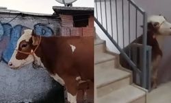 Boğayı 6 Katlı Binanın Terasına Çıkardılar