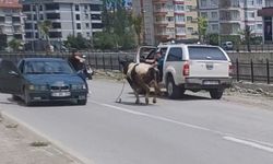 Firar eden kurbanlığın saatlerce peşinden koştular: İlçeyi birbirine kattı