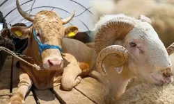 Dulkadiroğlu’nda Kurban Satış Yeri Belli Oldu
