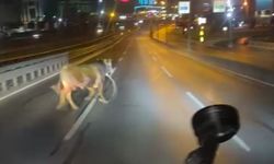 Kurban alanından kaçan dana trafiği karıştırdı: O anlar kamerada