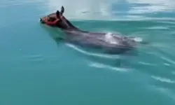 Fırat Nehri’nde görenler gözlerine inanamadı: Suda yüzen at