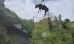 Görenler inanamadı; Uçan inek böyle görüntülendi