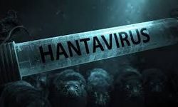 Hantavirüs Nedir, Belirtileri Neler? Aşısı Var mı, Nasıl Bulaşır?