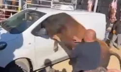 Kaçan Kurbanlık Boğa Minibüsün Camından İçeri Girmeye Çalıştı