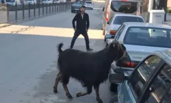 Kaçan kurbanlık keçi, uzun uğraşlar sonucu yakalandı
