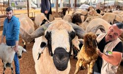 Kahramanmaraş kurban pazarında fiyatlar 25 bin liradan başlıyor