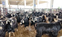 Kahramanmaraş'ta güvenli kurbanlık seçimi için rehber çıktı
