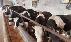 Kahramanmaraş'ta kurbanlıklar görücüye çıktı! Pazarlık başladı