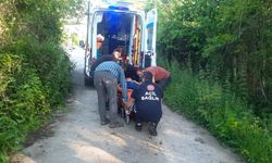 Kastamonu Cide'de korkutan olay! Arı soktu fenalaştı