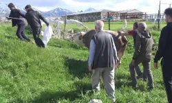 Kurban Kesimi Sırasında Feci Olay: 1 Ölü, 110 Yaralı