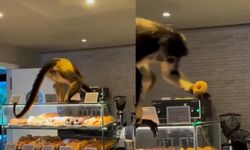 Örümcek maymun pastaneye girip çörek çaldı