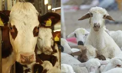 Onikişubat Belediyesi’nden Kurban Kesimi Uyarısı! Kurallara Uymayana Ceza Uygulanacak